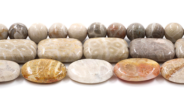 Fossil Coral
